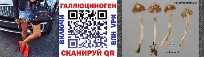 цена   Красноперекопск  Псилоцибиновые грибы Cubensis 